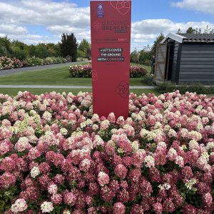 Hortenzia metlinatá (Hydrangea paniculata) ´GROUNDBREAKER® RUBY´ by LIVING CREATIONS®´ - výška 20-30 cm, kont. C1,5L